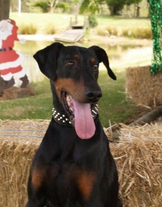 Image of happy patient Harley the Dobermann