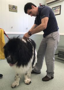 Neil Barnsley of Animal Holistic Therapies treating a Newfoundland