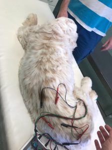 Image of Poppy the Clumber Spaniel receiving treatment at Animal Holistic Therapies