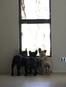 Image of Dee Dee with her Frenchie siblings after treatment at Animal Holistic Therapies